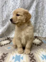 Sonny, a male Golden Retriever for sale in Caney, KS – 3 of 5