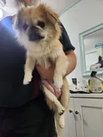 Whiskey, a female Pekingese for sale in Hollow Rock, TN – Photo 10 of 10