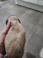 Whiskey, a female Pekingese for sale in Hollow Rock, TN – Photo 7 of 10