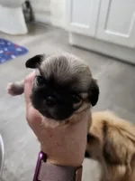 Whiskey, a female Pekingese for sale in Hollow Rock, TN – Photo 5 of 10