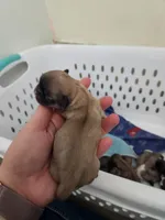 Whiskey, a female Pekingese for sale in Hollow Rock, TN – Photo 2 of 10