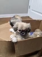 Whiskey, a female Pekingese for sale in Hollow Rock, TN – Photo 1 of 10