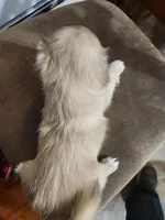 Whiskey, a female Pekingese for sale in Hollow Rock, TN – Photo 8 of 10