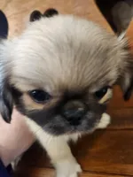 Whiskey, a female Pekingese for sale in Hollow Rock, TN – Photo 4 of 10