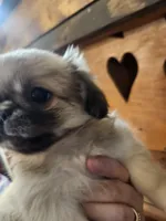 Whiskey, a female Pekingese for sale in Hollow Rock, TN – Photo 3 of 10