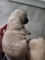 Whiskey, a female Pekingese for sale in Hollow Rock, TN – Photo 6 of 10