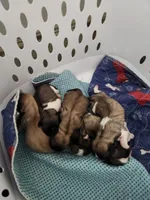 Gizmo, a male Pekingese for sale in Hollow Rock, TN – Photo 5 of 6