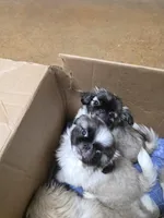 Gizmo, a male Pekingese for sale in Hollow Rock, TN – Photo 1 of 6