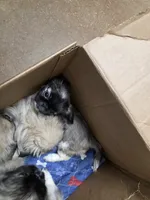 Gizmo, a male Pekingese for sale in Hollow Rock, TN – Photo 3 of 6