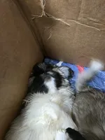 Gizmo, a male Pekingese for sale in Hollow Rock, TN – Photo 2 of 6