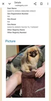 Runt Runt, a female Pekingese for sale in Hollow Rock, TN – Photo 6 of 7