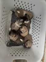 Runt Runt, a female Pekingese for sale in Hollow Rock, TN – Photo 4 of 7