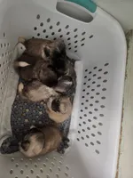 Runt Runt, a female Pekingese for sale in Hollow Rock, TN – Photo 5 of 7