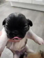 Runt Runt, a female Pekingese for sale in Hollow Rock, TN – Photo 3 of 7