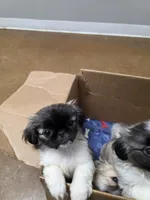 Runt Runt, a female Pekingese for sale in Hollow Rock, TN – Photo 1 of 7