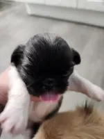 Runt Runt, a female Pekingese for sale in Hollow Rock, TN – Photo 2 of 7