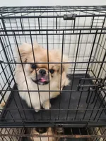 Yingzie, a male Pekingese for sale in Hollow Rock, TN – Photo 1 of 2