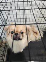 Yingzie, a male Pekingese for sale in Hollow Rock, TN – Photo 2 of 2