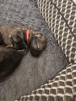 Midas (red), a male German Shepherd Dog for sale in Albia, IA – Photo 3 of 9