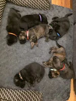 Midas (red), a male German Shepherd Dog for sale in Albia, IA – Photo 6 of 9