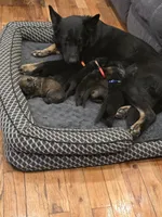 Midas (red), a male German Shepherd Dog for sale in Albia, IA – Photo 5 of 9