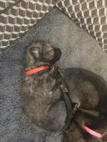 Midas (red), a male German Shepherd Dog for sale in Albia, IA – Photo 1 of 9