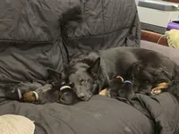 Midas (red), a male German Shepherd Dog for sale in Albia, IA – Photo 2 of 9