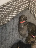 Midas (red), a male German Shepherd Dog for sale in Albia, IA – Photo 8 of 9