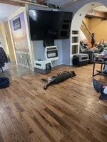 Princess , a female German Shepherd Dog for sale in Albia, IA – Photo 5 of 8