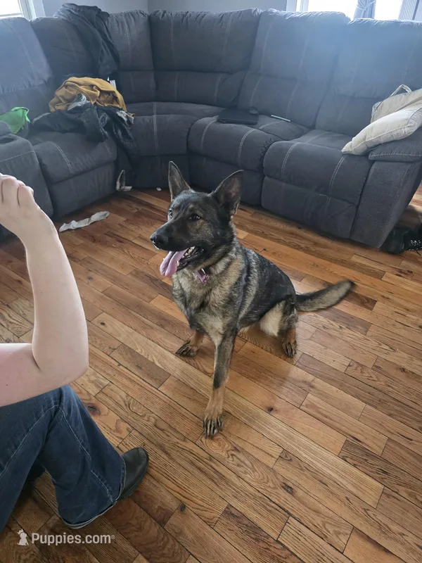 Princess , a female German Shepherd Dog for sale in Albia, IA – Photo 1 of 8