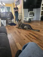 Princess , a female German Shepherd Dog for sale in Albia, IA – Photo 4 of 8