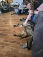 Princess , a female German Shepherd Dog for sale in Albia, IA – Photo 6 of 8