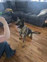 Princess , a female German Shepherd Dog for sale in Albia, IA – Photo 3 of 8