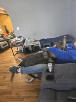 Princess , a female German Shepherd Dog for sale in Albia, IA – Photo 2 of 8