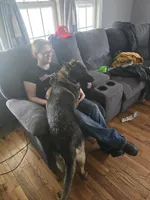 Princess , a female German Shepherd Dog for sale in Albia, IA – Photo 7 of 8