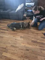 Princess , a female German Shepherd Dog for sale in Albia, IA – Photo 8 of 8