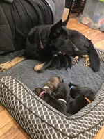 Micah (orange), a male German Shepherd Dog for sale in Albia, IA – Photo 7 of 10