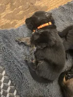 Micah (orange), a male German Shepherd Dog for sale in Albia, IA – Photo 1 of 10