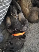 Micah (orange), a male German Shepherd Dog for sale in Albia, IA – Photo 8 of 10