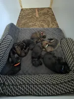 Micah (orange), a male German Shepherd Dog for sale in Albia, IA – Photo 5 of 10