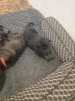 Myles (brown), a male German Shepherd Dog for sale in Albia, IA – Photo 7 of 8