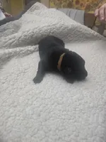 Myles (brown), a male German Shepherd Dog for sale in Albia, IA – Photo 4 of 8