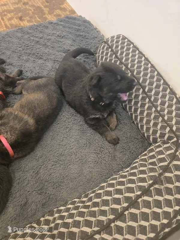 Myles (brown) – German Shepherd Dog puppy for sale in Albia, IA