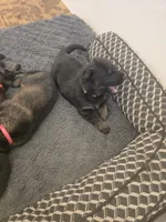 Myles (brown), a male German Shepherd Dog for sale in Albia, IA – Photo 1 of 8