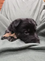 Myles (brown), a male German Shepherd Dog for sale in Albia, IA – Photo 4 of 9