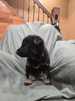 Myles (brown), a male German Shepherd Dog for sale in Albia, IA – Photo 6 of 9