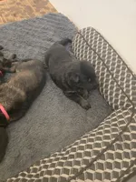 Myles (brown), a male German Shepherd Dog for sale in Albia, IA – Photo 5 of 8