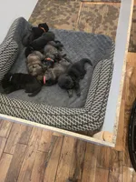 Myles (brown), a male German Shepherd Dog for sale in Albia, IA – Photo 8 of 8