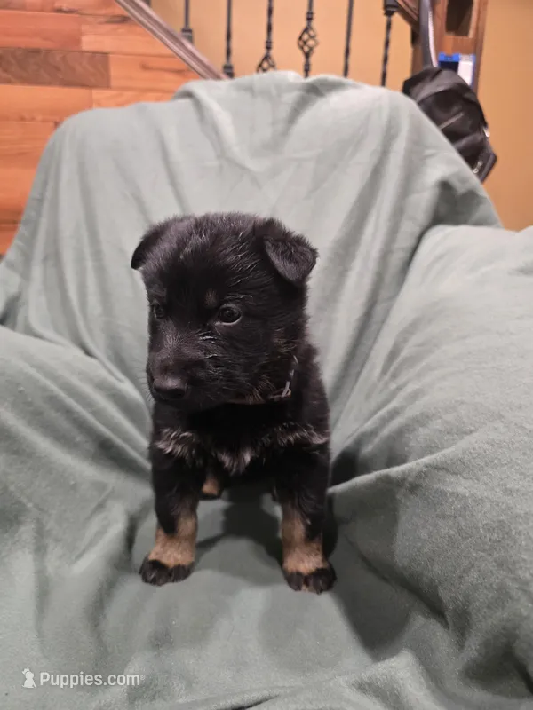 Myles (brown) – German Shepherd Dog puppy for sale in Albia, IA