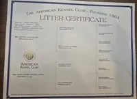 Myles (brown), a male German Shepherd Dog for sale in Albia, IA – Photo 3 of 8